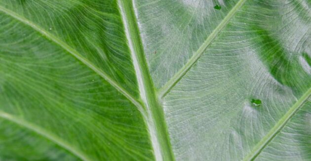 0O3A3399-R290-630x327-1